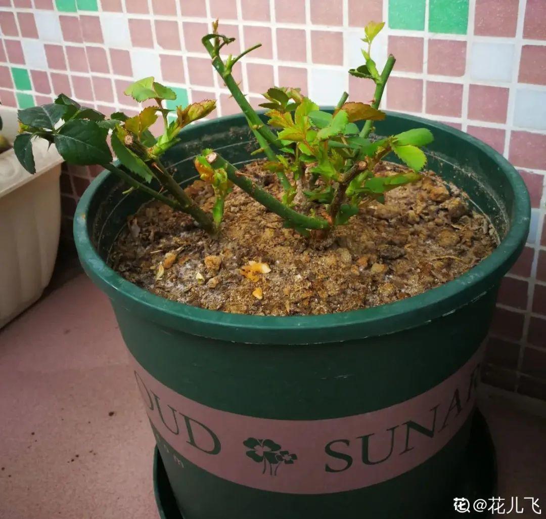 初春浇水要谨慎，浇水浇不对，小心全军覆没