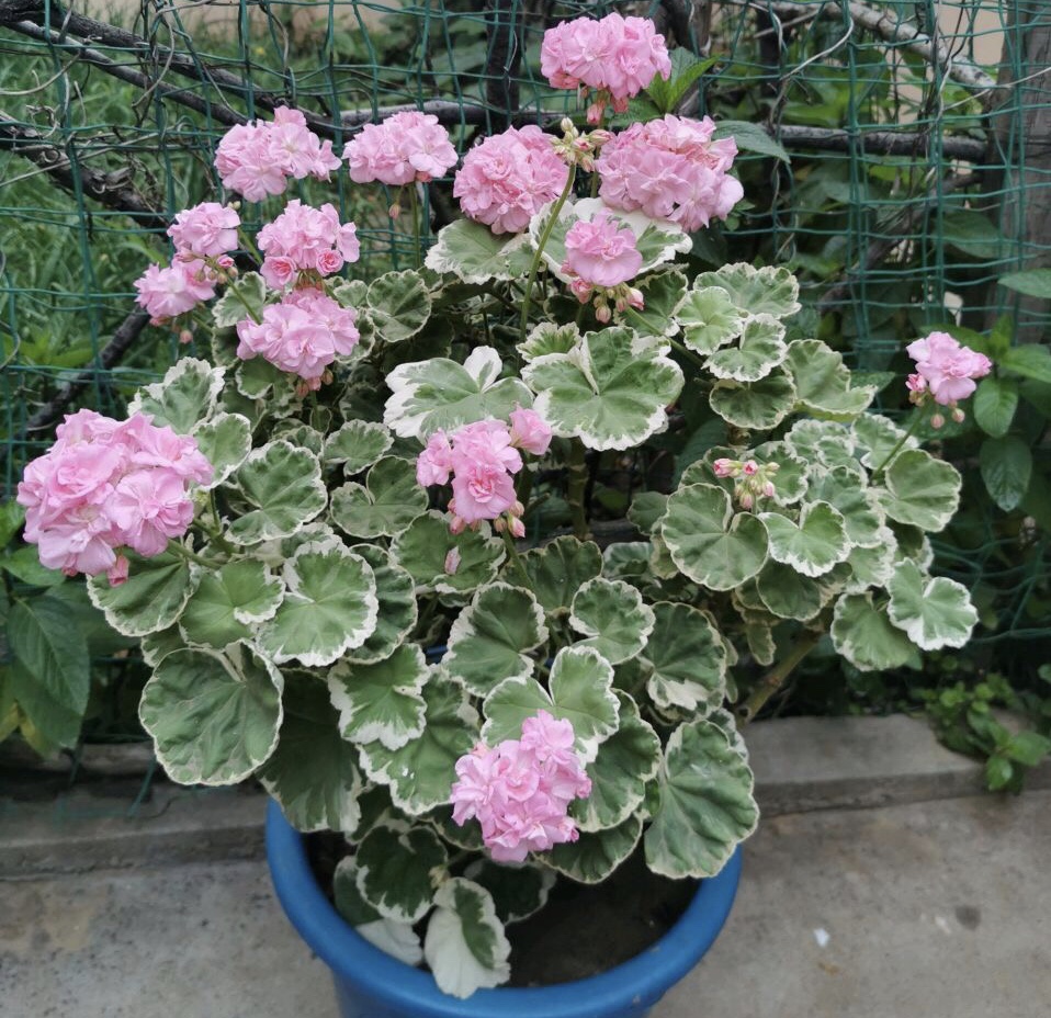 秋季“天竺葵”睡醒后，用“2种肥”换着喂，花期提前1个月