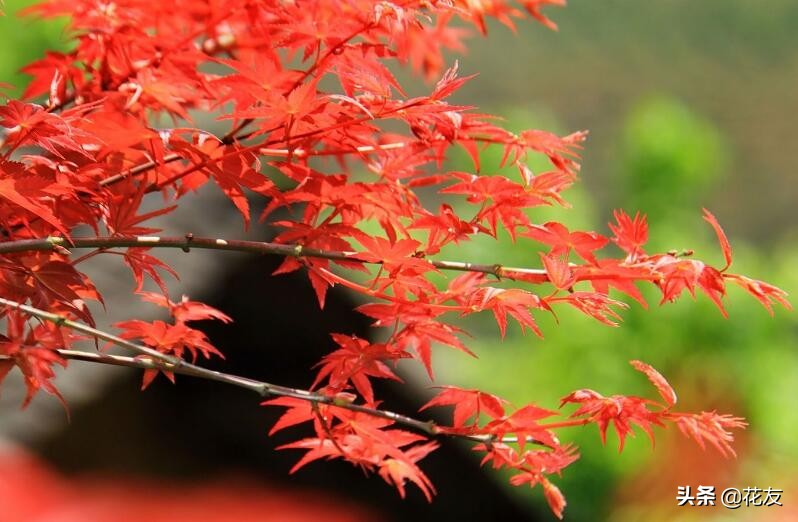 红枫栽培要点，盆景园林皆宜