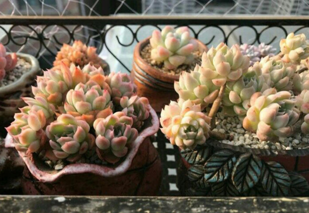 养花浇花就用这类东西，既能补水又能增肥！还能兼顾垃圾处理