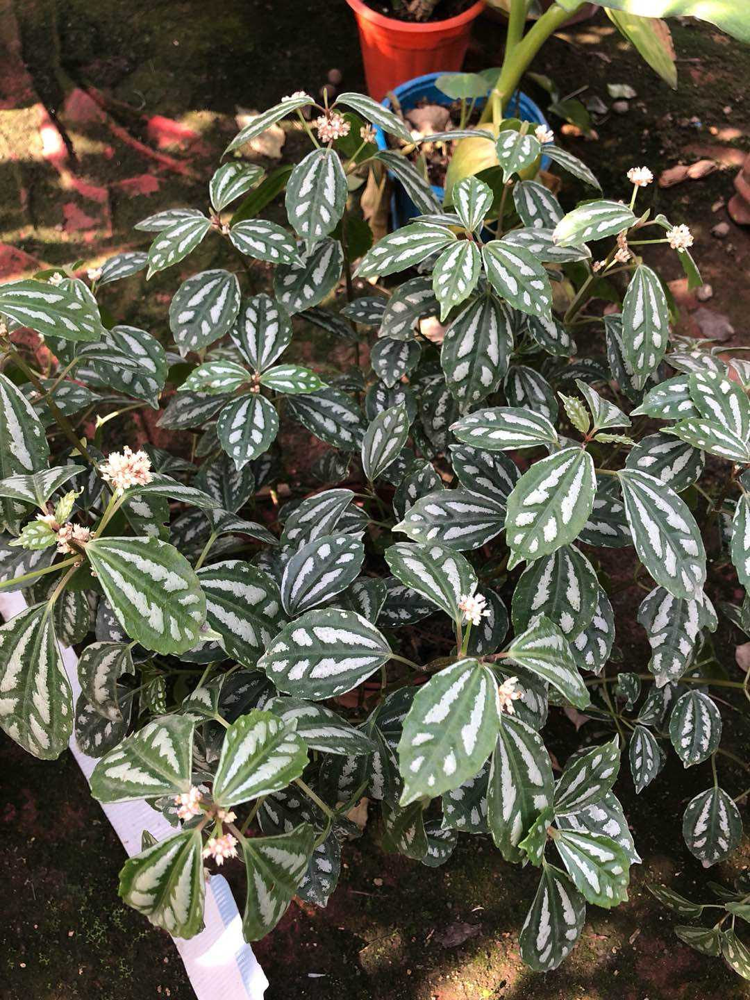 花叶冷水花耐阴又好养，在家养上一盆，清新又雅致