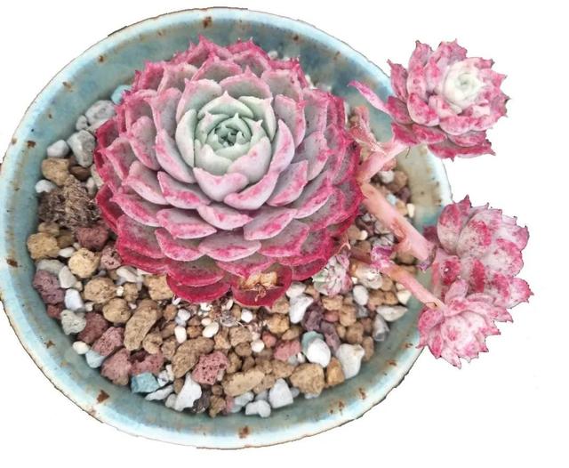 阳台绿化，一起养多肉