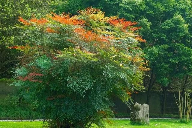 围墙边种什么植物才好？这4种植物，适合跟围墙搭配，清新雅致
