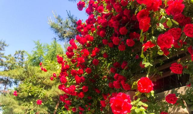 “喜欢养花却总把花养死”：别担心，这3种花卉种植技巧分享给你