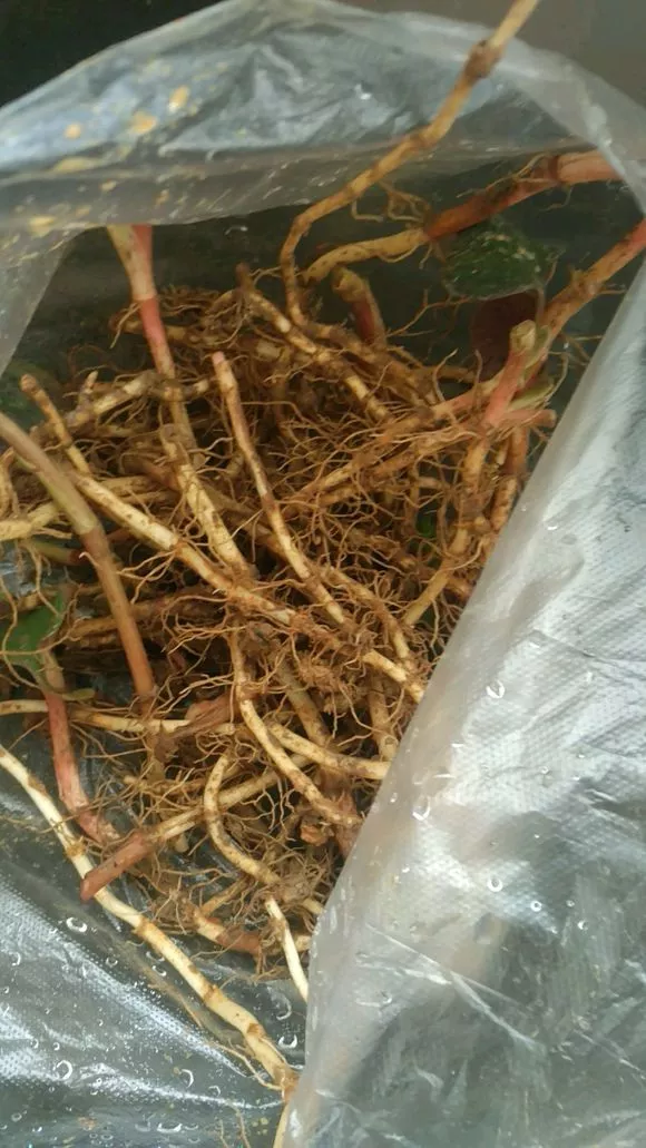 3种“长寿菜”别出门挖了，阳台种一点，够吃大半年