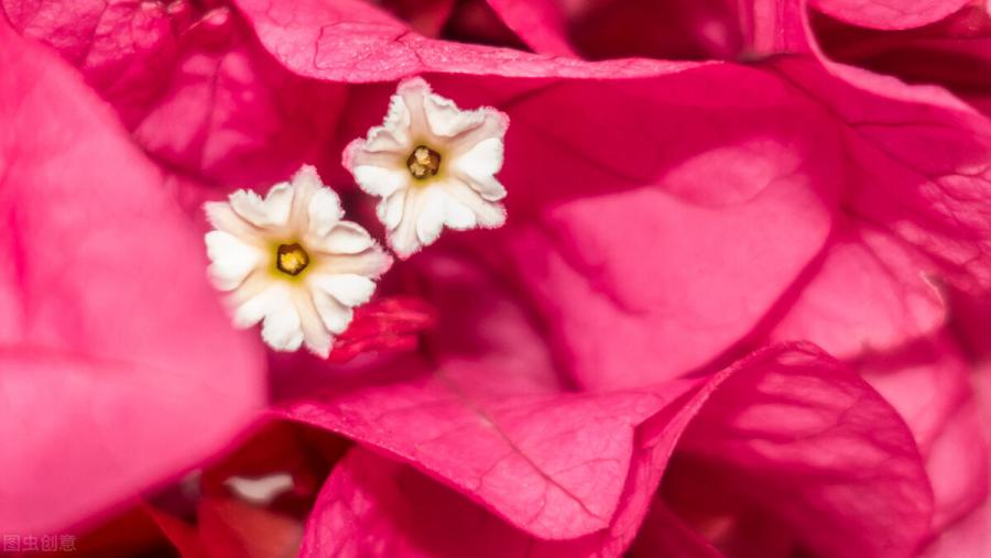 这10种花，当你开始想要多几个品种时，你已经“中毒”太深了
