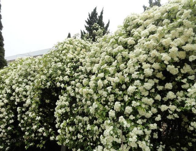 庭院养花，木香花是首选，花期开放时间长，花色娇艳，香气馥郁
