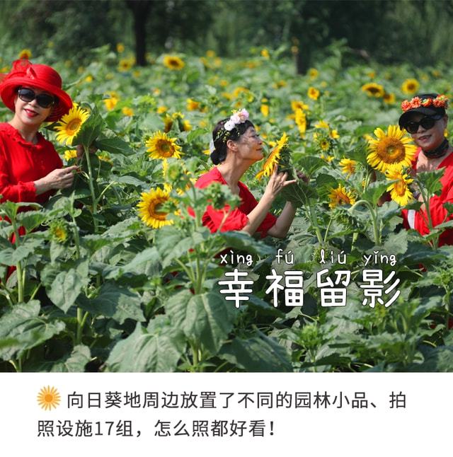 疏整促剪影｜变化天天看：绿网“解锁”，向阳花开