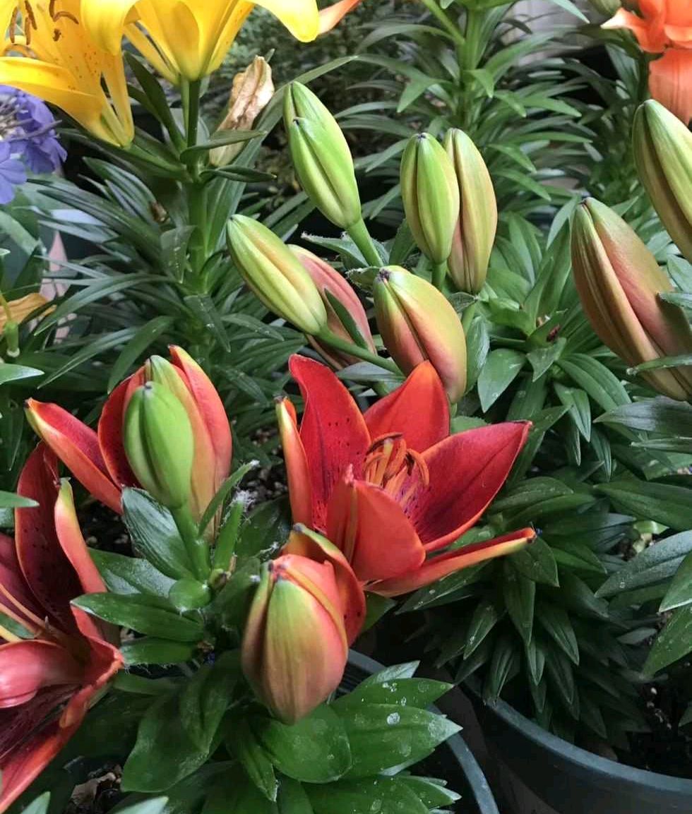 有阳台有露台一定要养一盆百合花，年年有花，好美好芳香