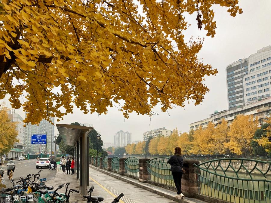 西湖柳树不是绿化工具，正如自然不是城市附庸