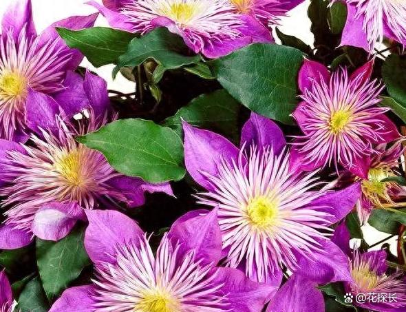 家里别养这4种花，越养越不顺，不是迷信，都是过来人的教训