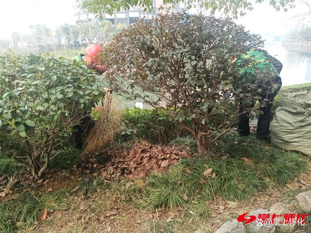 怀化城区：“地毯式”清理枯枝败叶 改善绿化带环境卫生