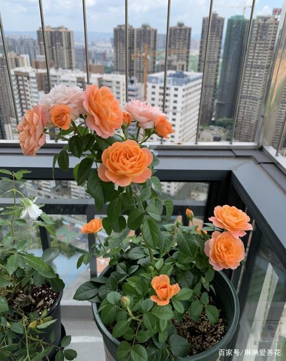 这4种花，很适合在春天购买，适应家中环境，提早就能开花