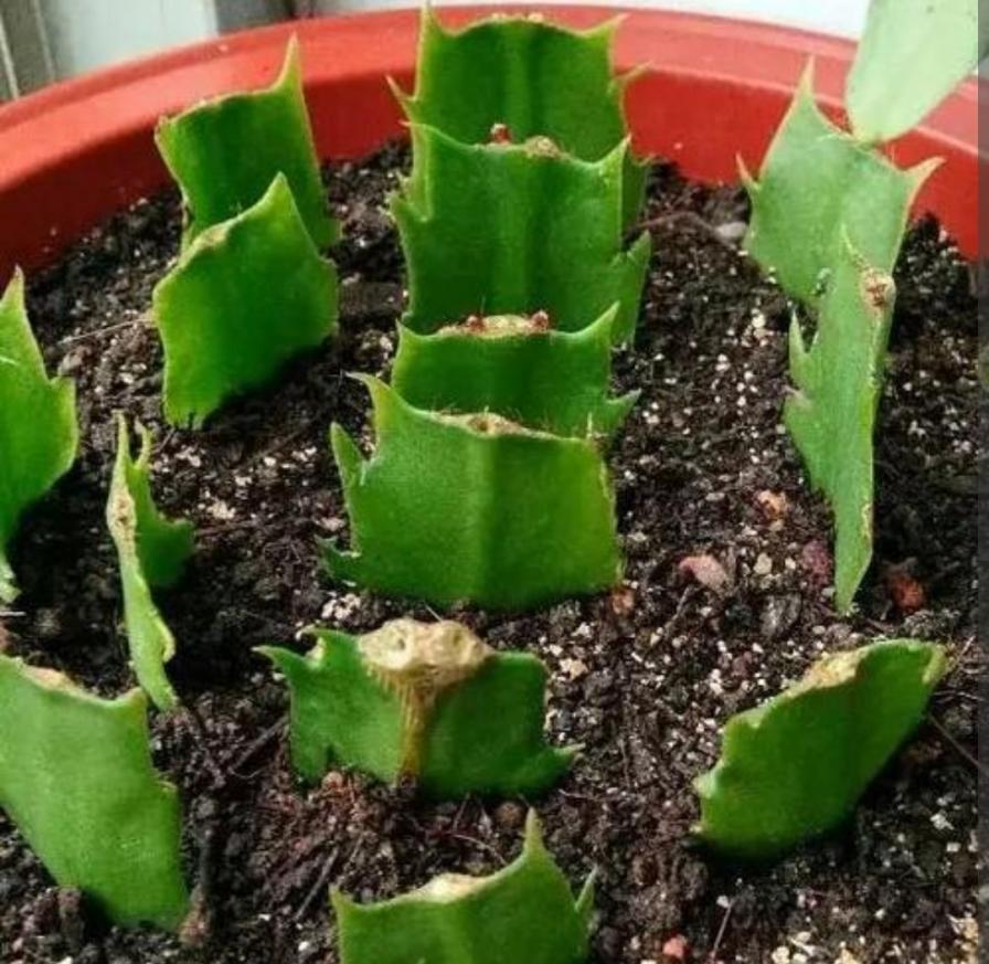 7种花真“好养”，开春就能扦插，成活率高养花小院