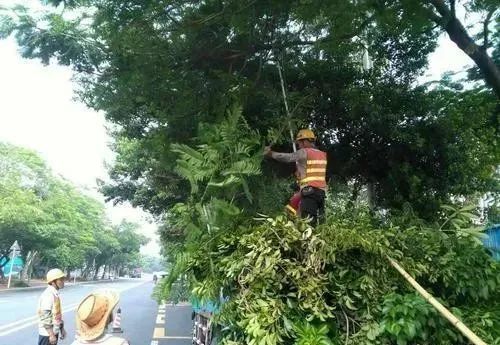 园林绿化常见问题总结，值得收藏