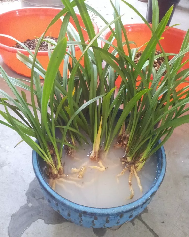 兰花长爆盆，1个小技巧，分出10来盆，变兰花大户！