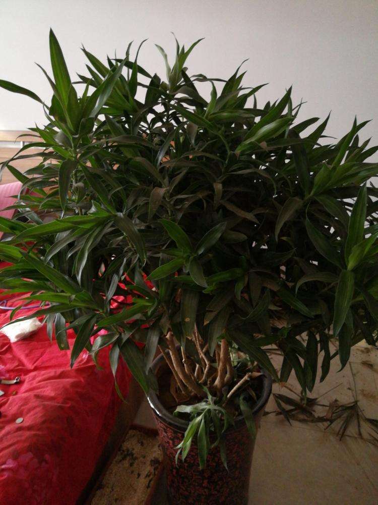 百合竹要变得多姿好看，做好这几点，四季翠绿观赏性强
