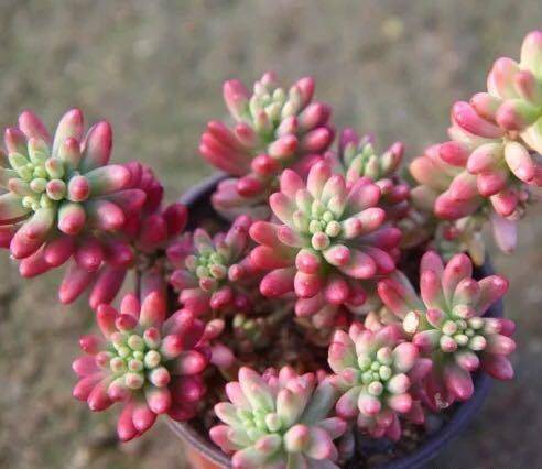 想玩多肉的花友，从这10个品种开始