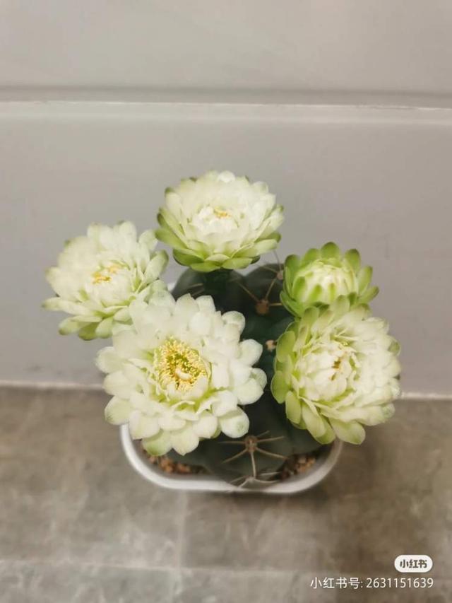 原来多肉也是“赏花植物”！多肉开花登上热搜，懒人养花就靠它了