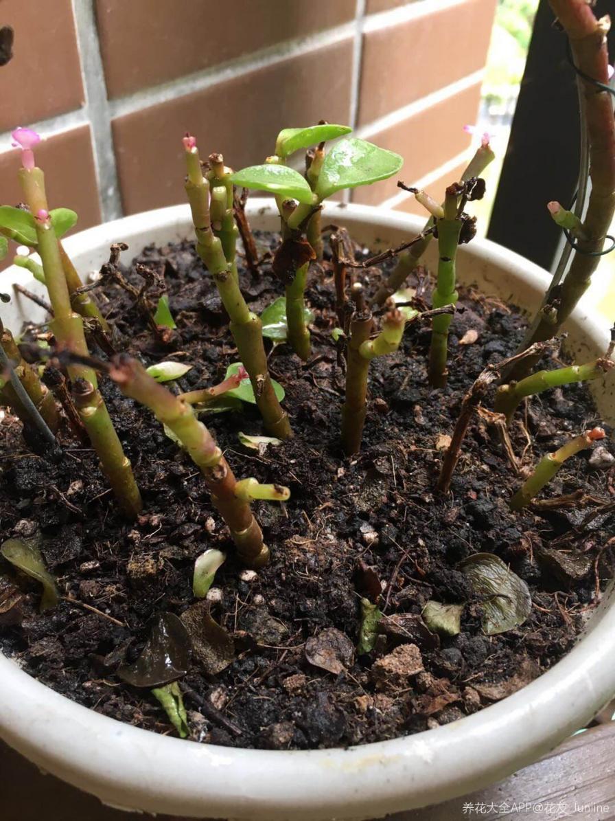 植物烂根不要怕，简单几步，就能妙手回春