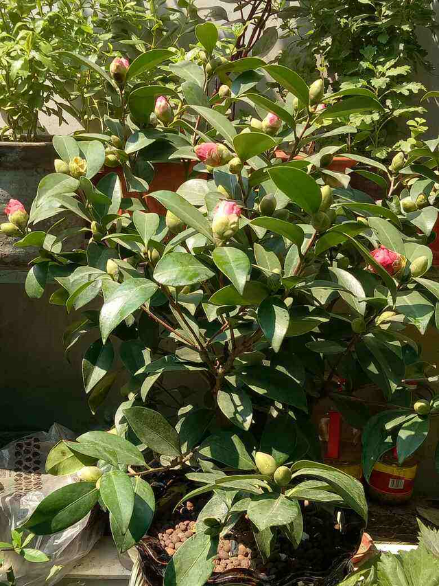 5种花“老花树”，小苗几块钱，能养几十年，越老“越值钱”