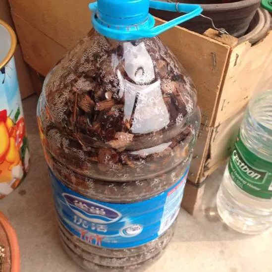  高手在民间，出门捡点松针，煮一煮掺土里，根粗叶绿开花勤