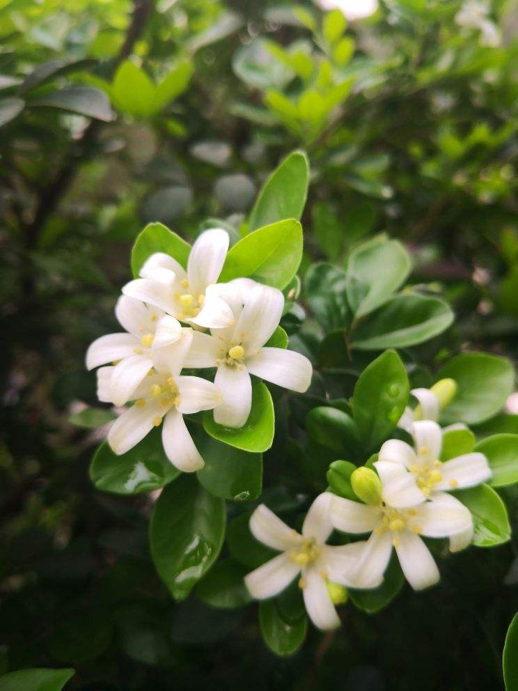 九里香开花，香飘十里，叶子却掉了一地，到底为啥？