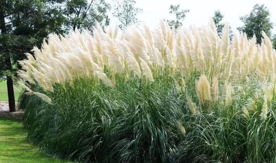 你该知道的【14种适宜北方种植的观赏草】
