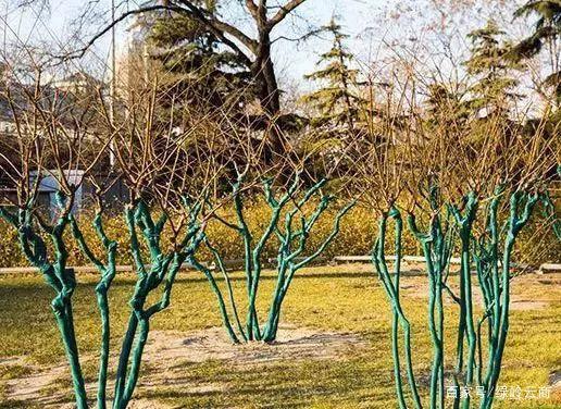  各个月份节点苗木养护指南，收藏！