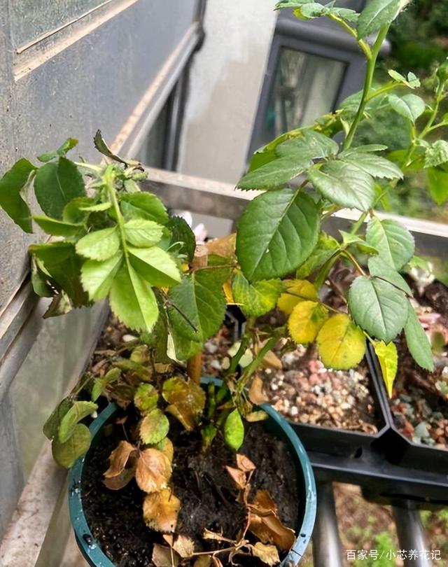夏季天热会“假死”的几种花，如果有别扔掉，秋凉还能开大花
