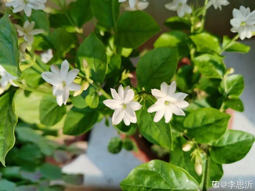 入夏前，10种花要赶紧施肥，不然以后没花看
