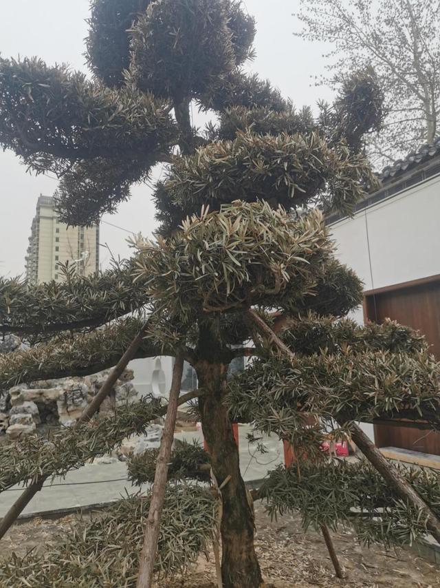受冻植株的补救措施有哪些？