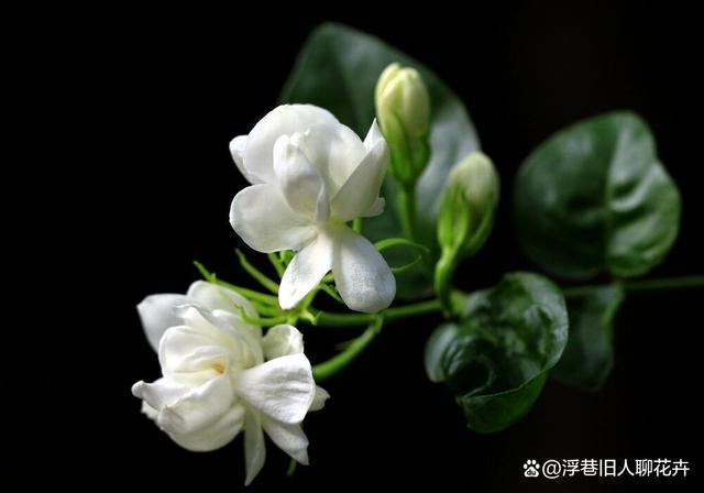 三伏天茉莉花养护，4件事情做起来，伏天花朵蹭蹭开