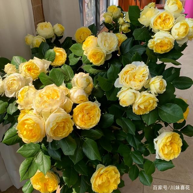 一款专为阳台而生的微型月季，开花漂亮又勤花，新手也能养出状态
