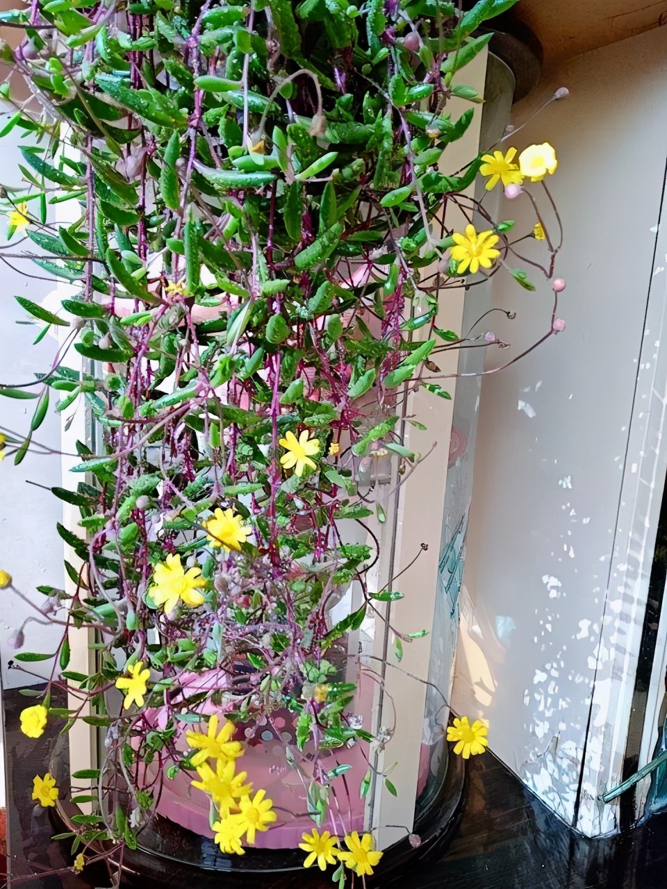 藤蔓型多肉颜值高，养在家里能爬墙，长成一面植物墙