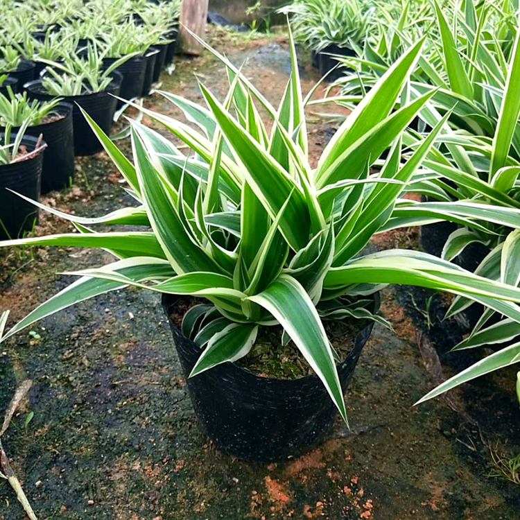 盆景观叶植物吊兰养护实用指南
