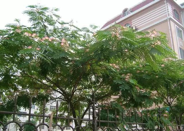 曾红极一时的7种“绿化树”，如今却很少见了，不适合终会被淘汰