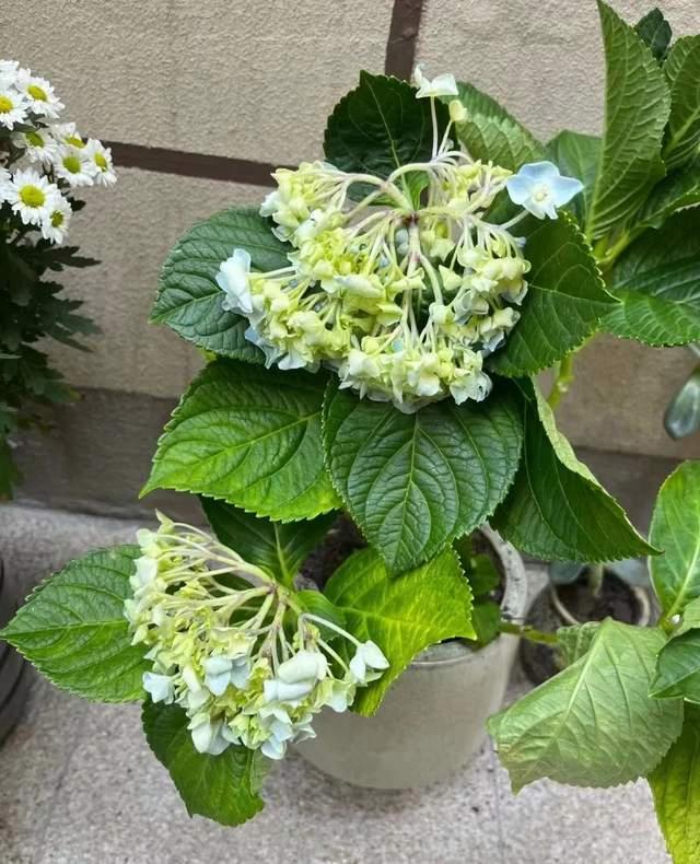 延长花期？花朵打蔫？花后修剪？绣球花期管理全攻略来了！