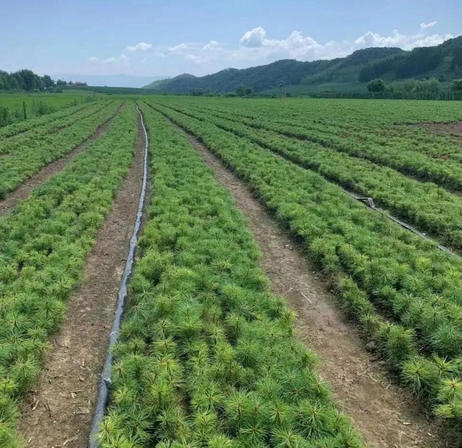 通化市春季造林绿化工作准备就绪