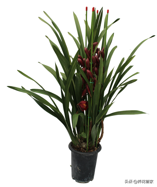 如何挑选大花蕙兰？怎样判断大花蕙兰品种优劣？