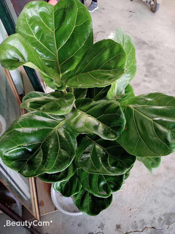 网红植物琴叶榕，听说好看不好养，真的是这样吗？