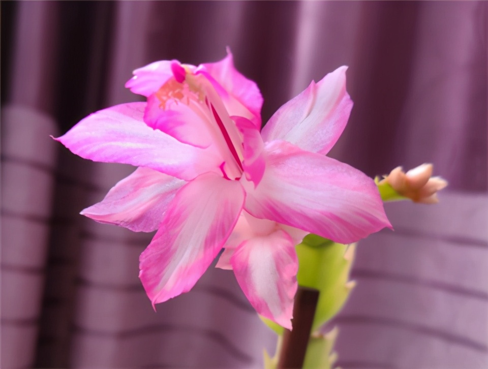 蟹爪兰，11月不见花，用点手段“催催花”