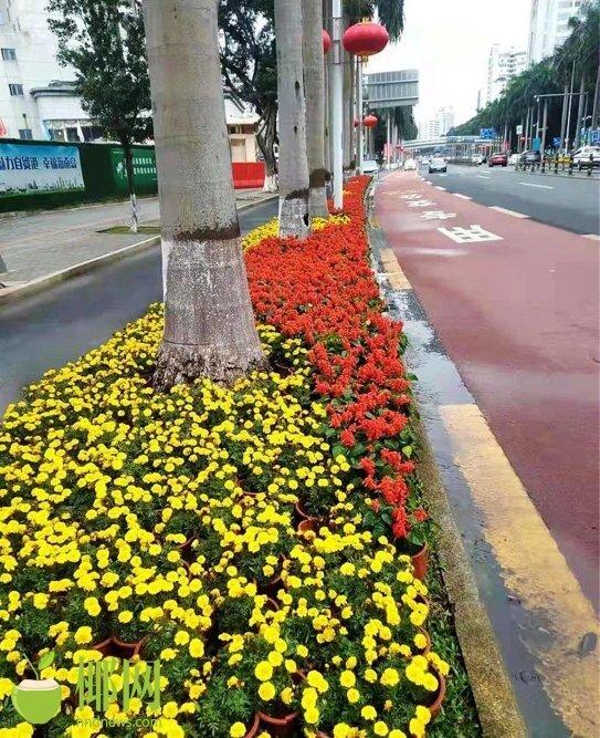 海口：园林景观美城市 百花齐放迎新春