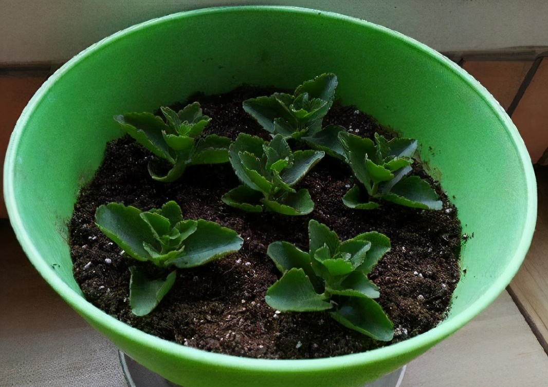 爱花人别闲着，4种花冬季也可以扦插，养满一阳台