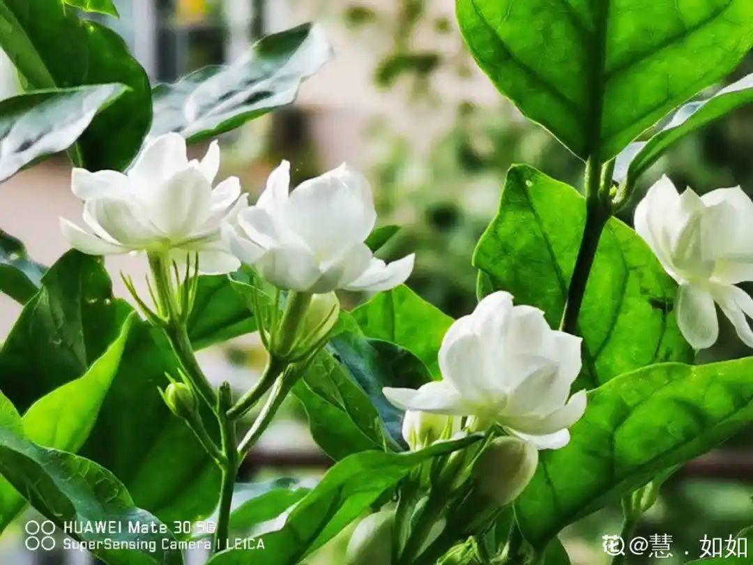 家里养盆香水花，满屋子飘香，还能净化空气