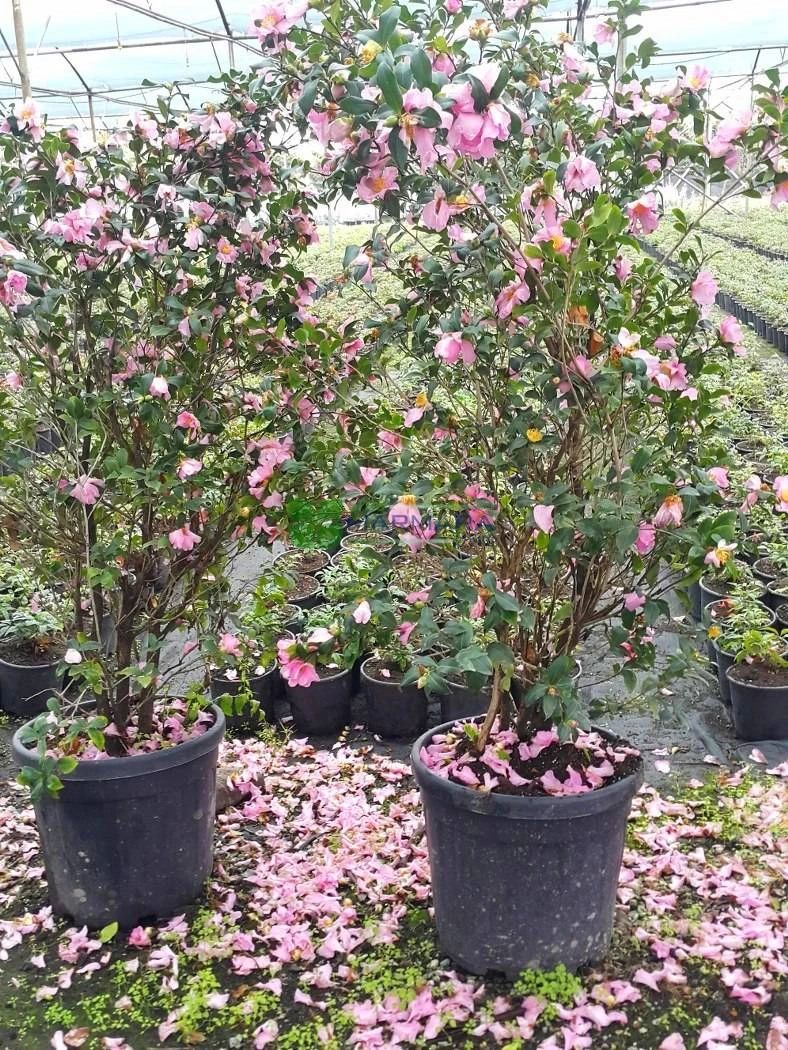 刚买的盆栽茶花叶子枯萎掉蕾，在北方特难养，教你解决