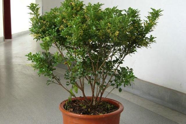 秋季养花，注意这5点，家里绿荫成片，芳香四溢