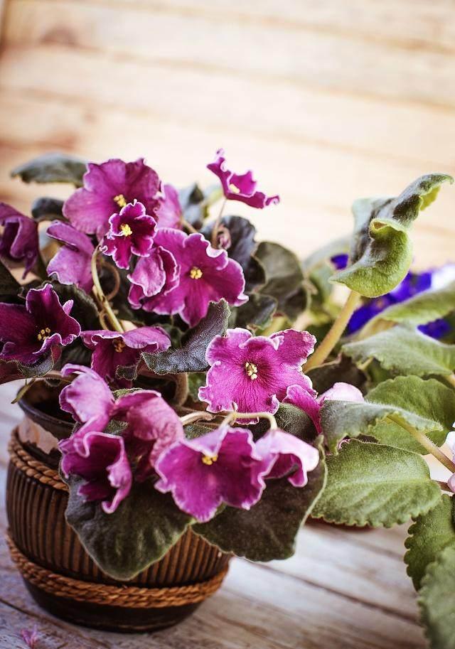 养花的几个要点,学着做,你家的花不茂密都难。 养花的几个要点,学着做,你家的花不茂密都难。