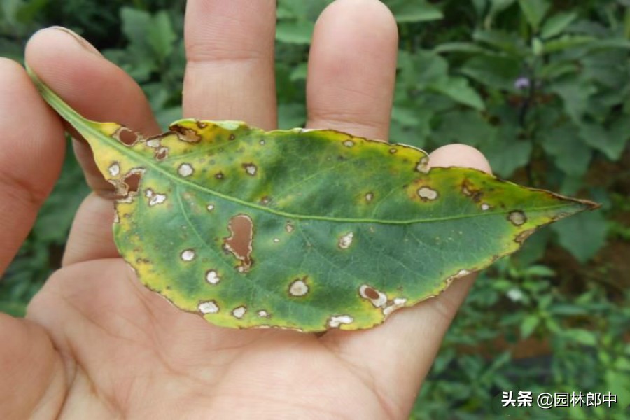 黄杨叶片布满病斑，不要慌，找准病因用对药物，防治其实不算难