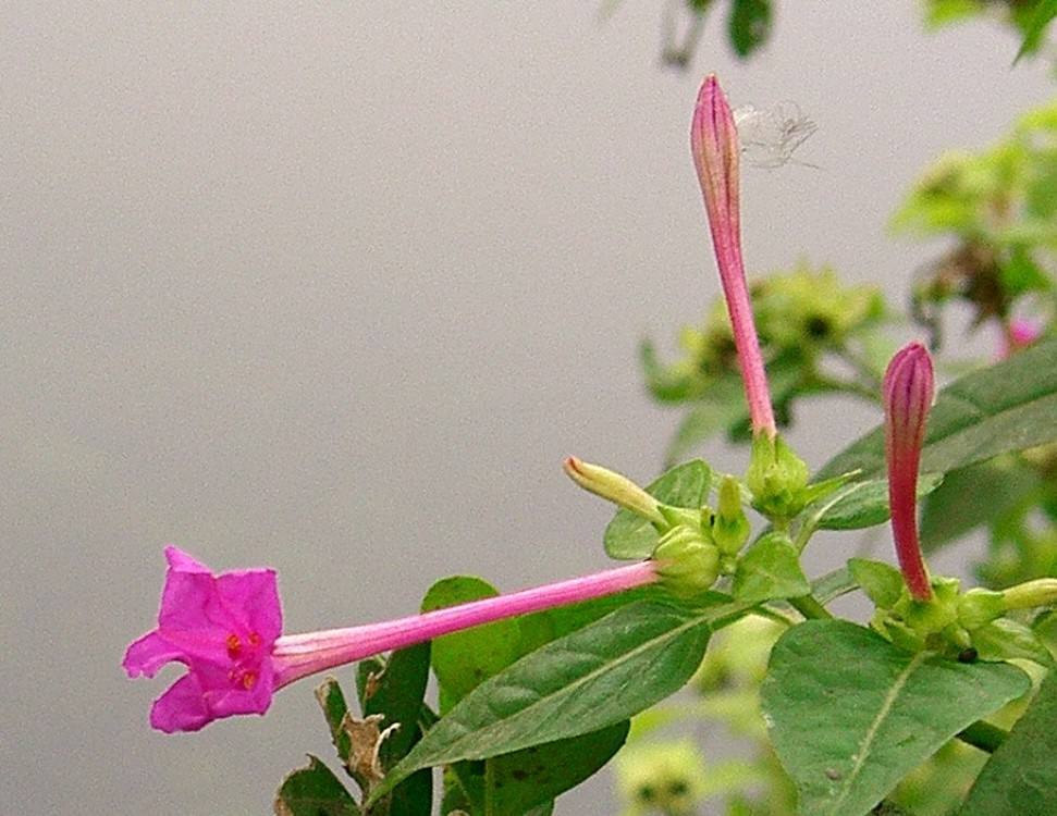 3种繁殖能力强的花，种一棵苗，第二年收获满盆花